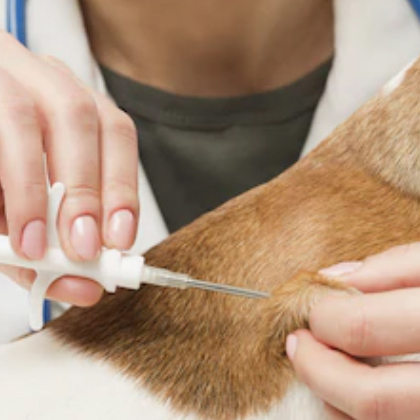 Microchipping Service For Dogs And Cats In Dubai Blue Oasis Veterinary Clinic Bovc