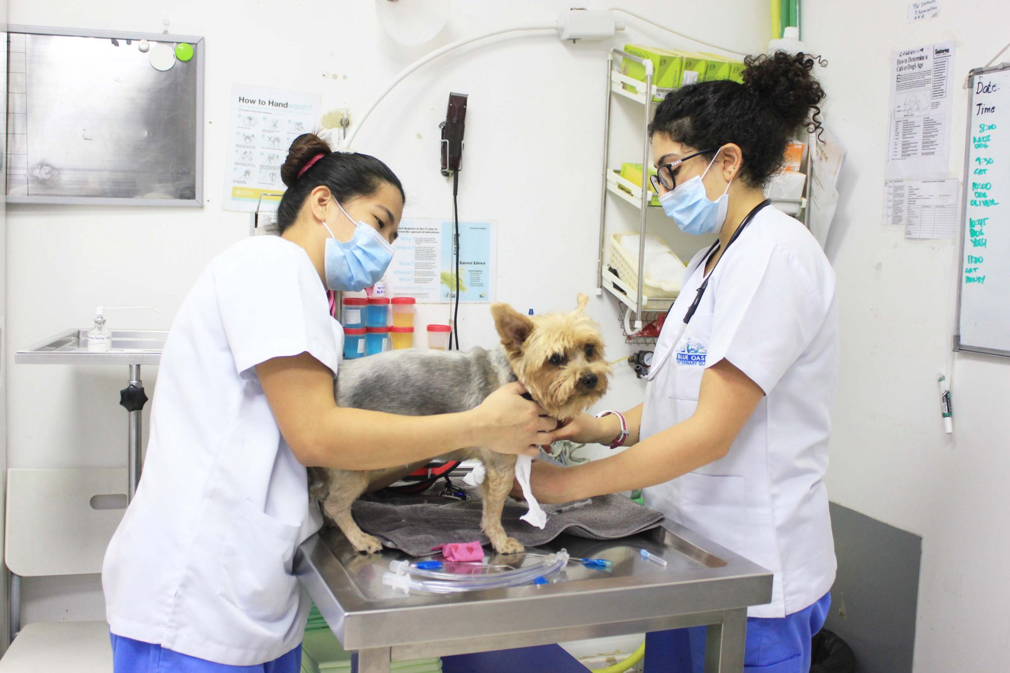 Blue Oasis Veterinary Clinic Dubai