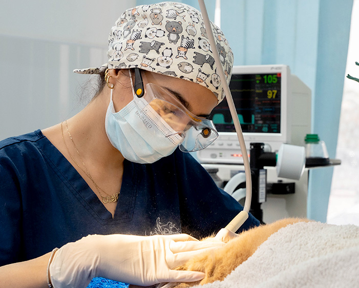 Veterinarian performing a dental procedure on a pet at Blue Oasis Vet