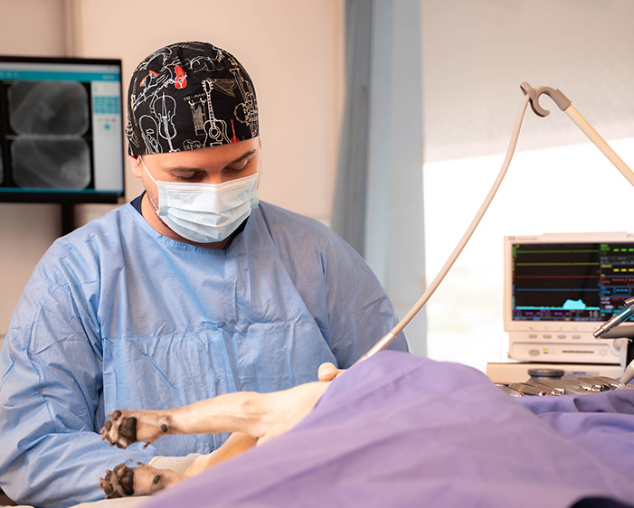 Veterinarian performing a surgical procedure on a dog at Blue Oasis Vet